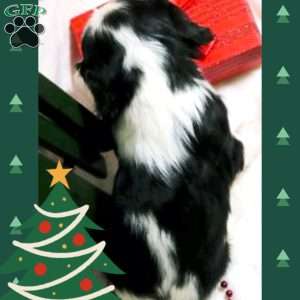 Mistletoe, Cavalier King Charles Spaniel Puppy